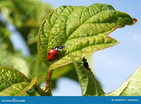 Septempunctata De Coccinella Del Escarabajo De Mariquita Foto De