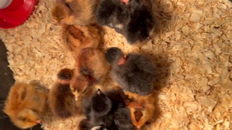 Rare Six Transylvanian Naked Neck Turken Chicken Eggs New Video