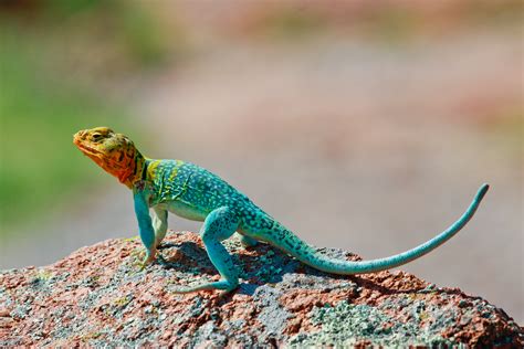 Colorful Lizards Wallpapers Gallery