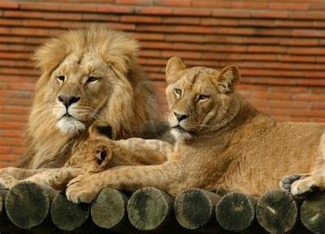 Baby Lion With Mom