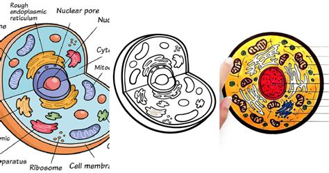 Top 150 Easy Animal Cell Drawing