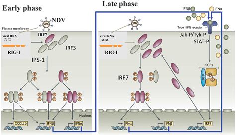Newcastle disease viruses can infect humans, although this seems to occur only after exposure to particularly high concentrations of virus. Signaling through RIG-I and type I interferon receptor ...
