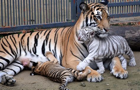 Le Tigri Del Bengala In Via Di Estinzione A Causa Dei Cambiamenti