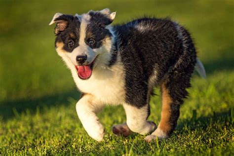 Texas Heeler Dog Breed Information And Characteristics Daily Paws