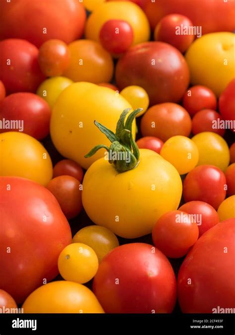 Collection Of Red Orange And Yellow Tomato Cultivars Stock Photo Alamy