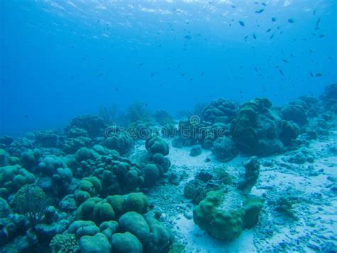 Coral Life Caribbean Sea Underwater Stock Image Image Of Scenics
