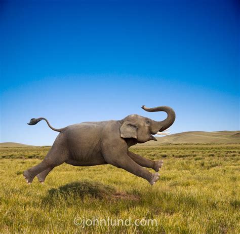 Image Result For Elephant Jumping For Joy Funny Elephant Elephant