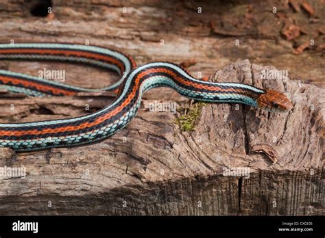 San Francisco Garter Snake Thamnophis Sirtalis Tetrataenia Rare