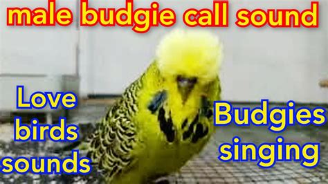 Male Budgie Call Sound Love Birds Sounds Budgies Singing Budgies