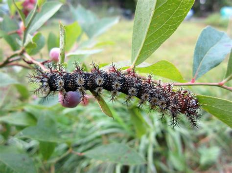 Blader door de 48 wild blueberry bushes beschikbare stockfoto's en beelden, of begin een nieuwe zoekopdracht om. Muscari Musings: Caterpillar on Blueberry Bush...