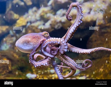 Close Up View Of A Common Octopus Octopus Vulgaris Stock Photo Alamy