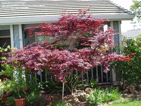 Full Size Picture Of Japanese Maple Red Emperor Acer Palmatum