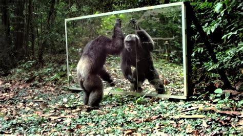 During His Mirror Training An Alpha Male Chimpanzee May Have To Prove