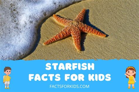 18 Starfish Facts For Kids To Spark Your Imagination Facts For Kids
