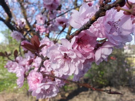 Fotos Gratis árbol Rama Pétalo Primavera Produce Rosado Flora