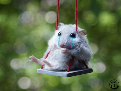 Gostatisfy Why Are These Hamsters Crying Polls By Statisfy