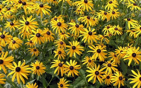 Rudbeckia Black Eyed Susans Full Hd Wallpaper And Background Image