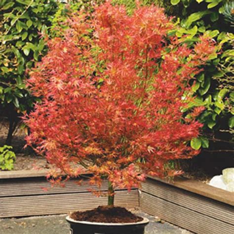Buy Japanese Maple Acer Palmatum Wilsons Pink Dwarf £4499 Delivery By Crocus