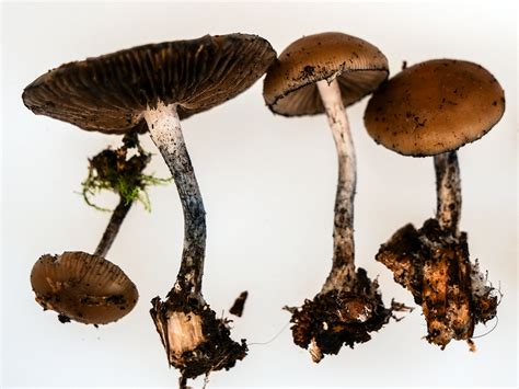 California Fungi Psilocybe Allenii