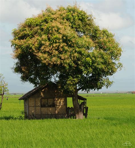 The name of this fruit has derived from the fact that its end resembles the beak of the bird and. Mango Tree @ Pilipinas | Philippines travel, Philippines ...