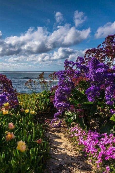 Flowers By The Sea In 2020 Beautiful Nature Beach Flowers Nature