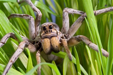 Are Wolf Spiders Dangerous Detailed Guide Spiders Planet