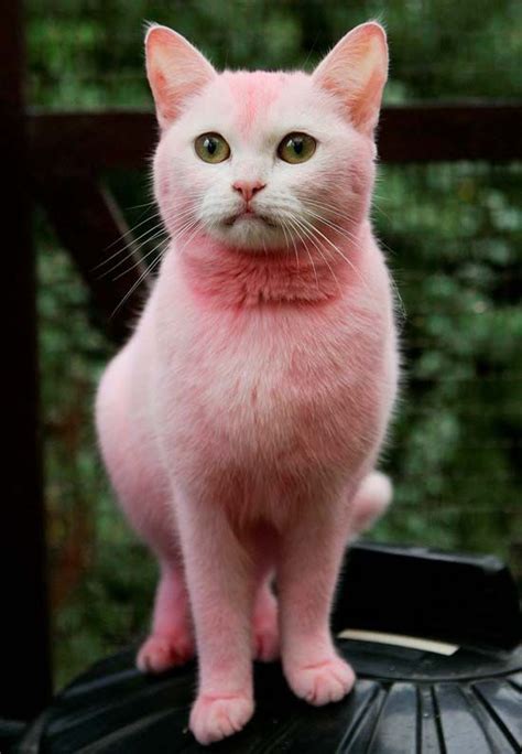 I Dont Know Why This Cat Is Pink But Just Know If Either One Of My