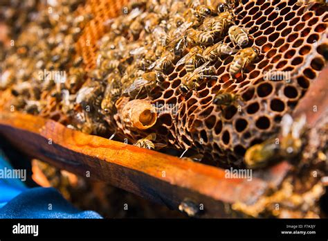 Close Up View Of The Comb With Young Bee Queen Busy Bees Close Up