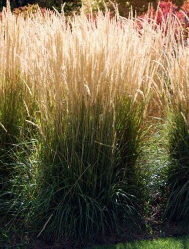 Calamagrostis Karl Foerster Feather Reed Grass Starter Plant