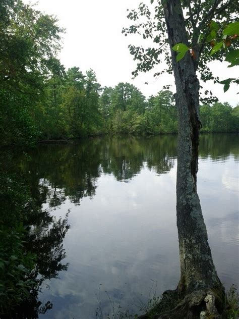 Check spelling or type a new query. 17 Best images about Shamong nj and The Pine Barrens on ...