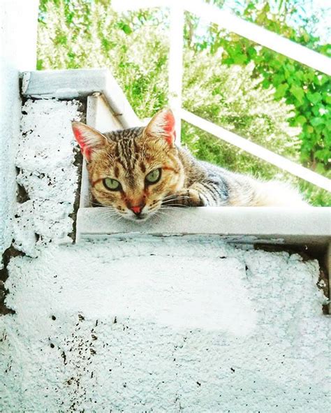 It has six variations and is not customizable. #internationalcatday | International cat day, Clawfoot ...