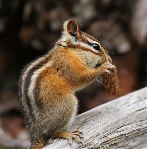 20 Interesting Facts About Chipmunks