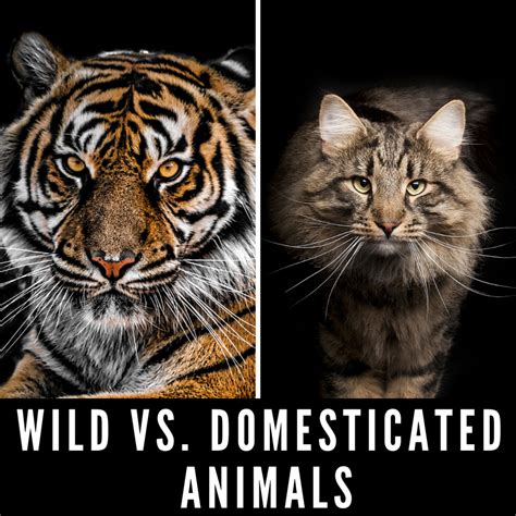 Wild Vs Domesticated Animals Why Domestication Has Nothing To Do With
