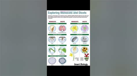 Exploring Monocots And Dicotsbiologyscience Youtube