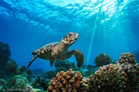 These Sea Turtles Face Peril From Many Threats Shareamerica