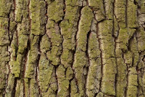 Tree Bark Texture Copyright Free Photo By M Vorel Libreshot