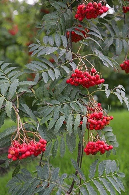More upright in habit than the species, this is a slender branching, conical tree, which is ideal for a small garden. Sorbus aucuparia - Rowan Tree or Mountain Ash - Blerick Tree Farm