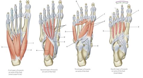 Muscles Of The Foot Layers 3 4 Diagram Quizlet