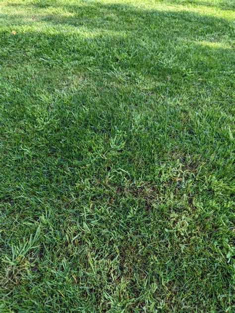 Overseed Plan Crabgrass Taking Over Lawn Care Forum