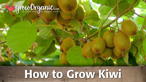 How To Grow Organic Kiwi Youtube