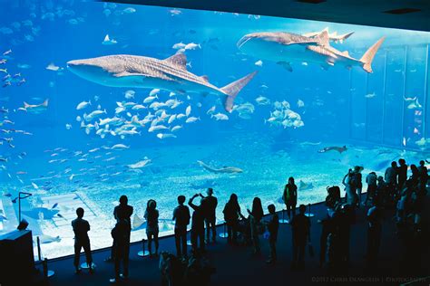 It's the world's largest aquarium, holding 10,000,000 gallons of water. Things I Think I Think: Georgia Aquarium Dive