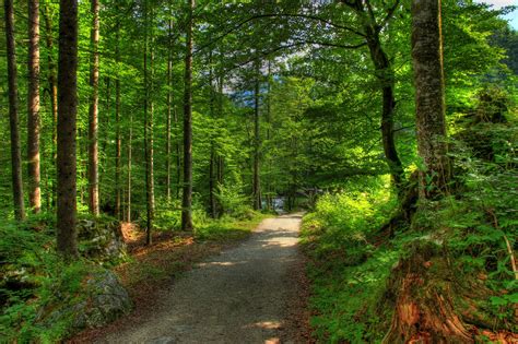 Fondos De Pantalla Bosques Alemania Baviera árboles Naturaleza
