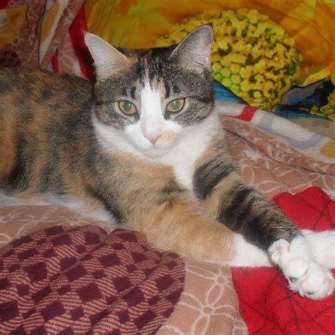 50+ Colorful Cat Name Ideas for Multi-Colored Kittens | PetPress