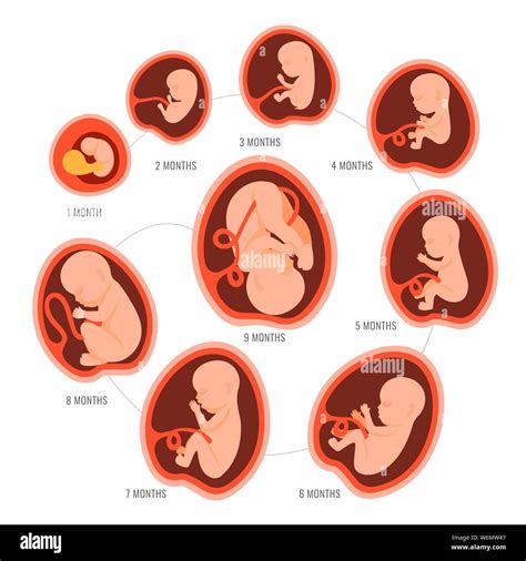 Etapas Del Desarrollo Embrionario Humano Vector Infografía Tabla De
