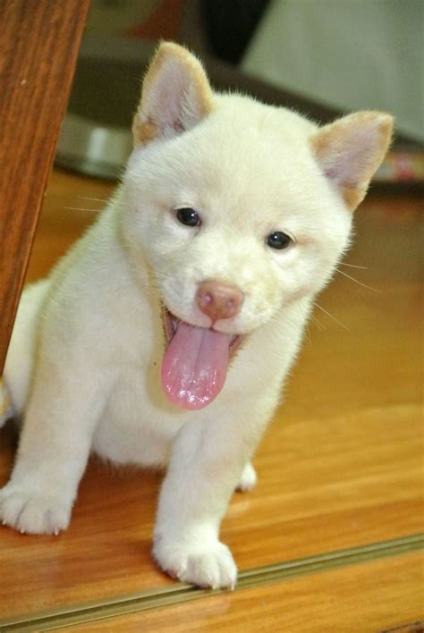 Shiba Inu Puppy White Cute Little Animals Puppies Shiba Inu Puppy