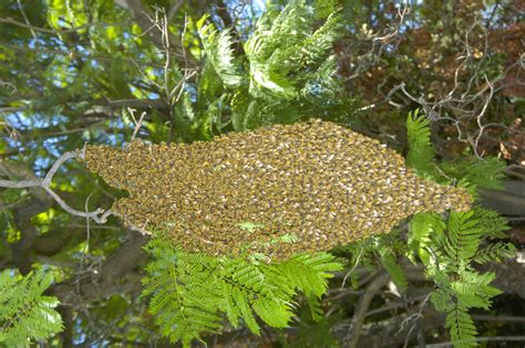 Bee Swarm In Tree