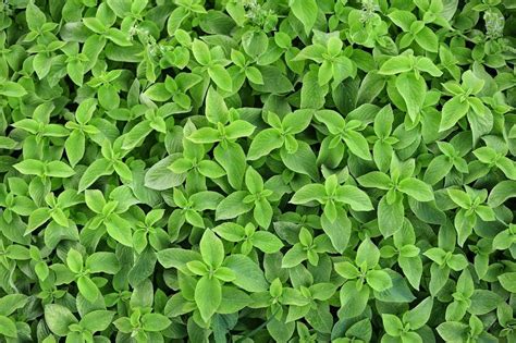Can You Use Mint As Groundcover Tips On Using Mint To Fill Empty