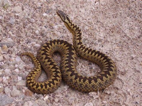 The Surprisingly Common Adder Fact And Folklore Of Britains Only