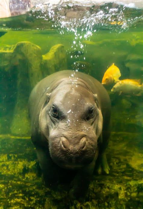 Baby Hippo Breathes On The Water Surface Stock Photo Image Of Bubbles