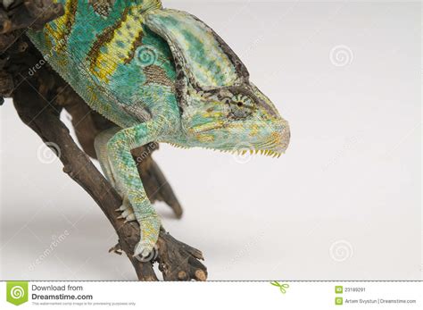 Chameleon On White Background Closeup Stock Image Image Of Macro